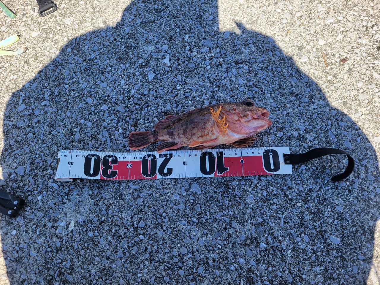 オオモンハタ