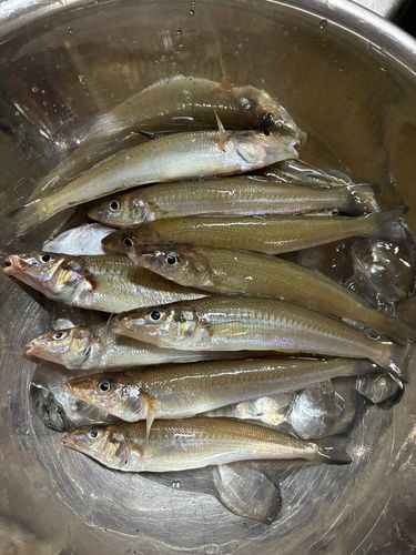 シロギスの釣果