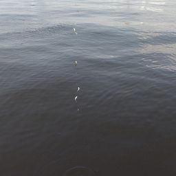 サッパ