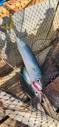 サバの釣果