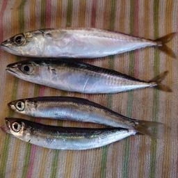 ウルメイワシ
