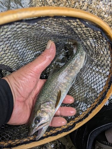 イワナの釣果