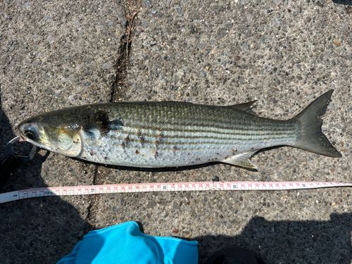 ボラの釣果