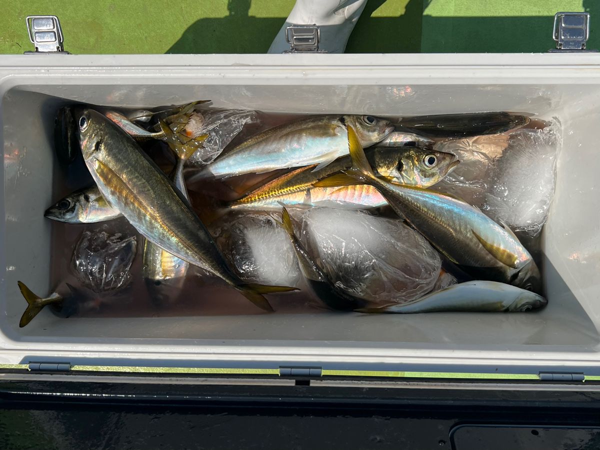 政信丸さんの釣果 3枚目の画像