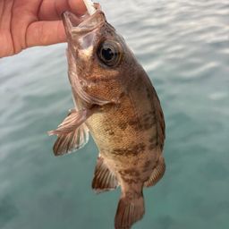 メバル