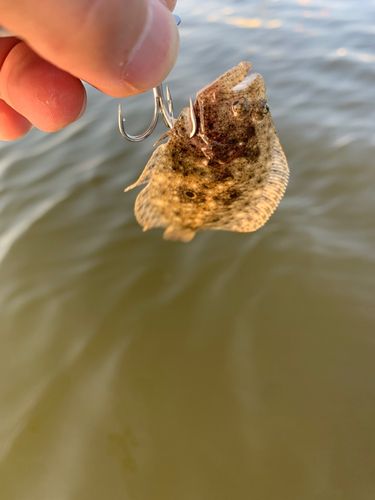 釣果