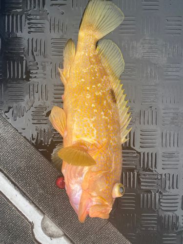 アコウの釣果