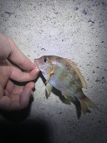 釣果