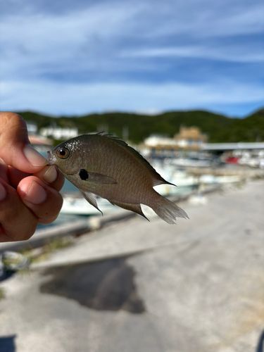 スズメダイの釣果