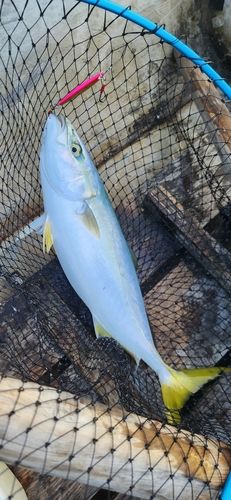 イナダの釣果