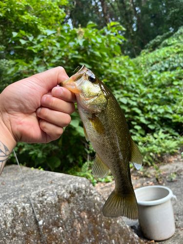 ラージマウスバスの釣果