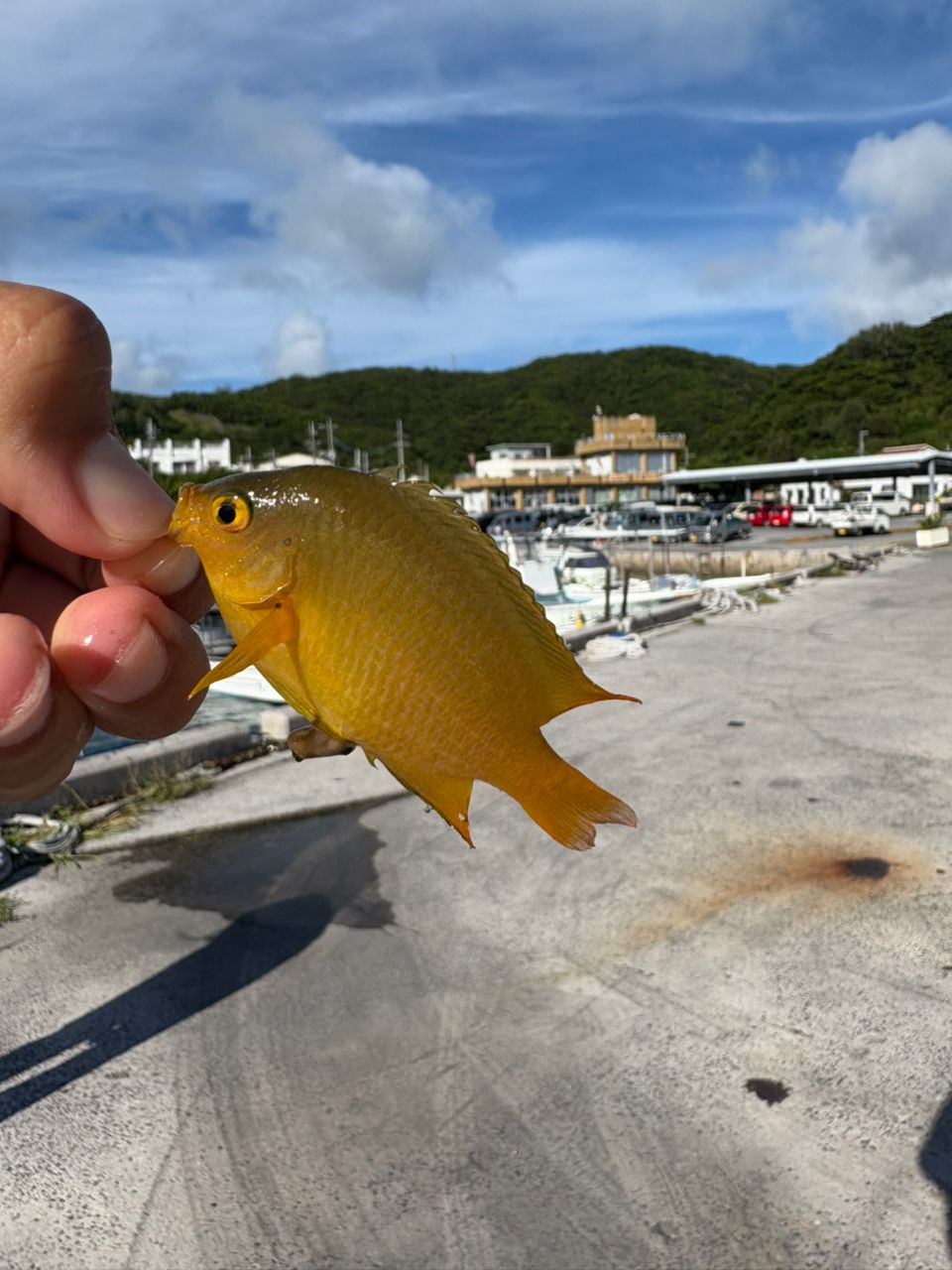 ニセネッタイスズメダイ