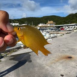 ニセネッタイスズメダイ