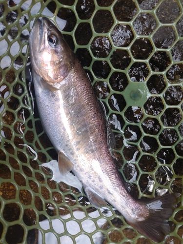 ヤマメの釣果