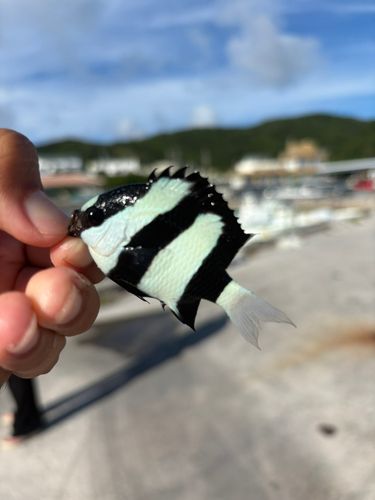 ミスジリュウキュウスズメダイの釣果