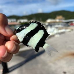 ミスジリュウキュウスズメダイ