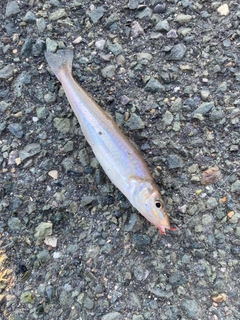 キスの釣果