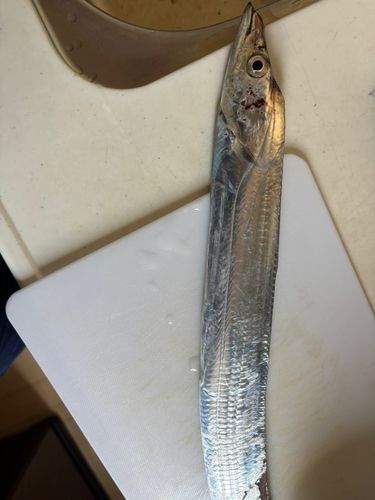 タチウオの釣果
