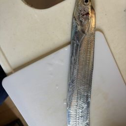 タチウオ