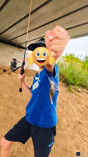 テナガエビの釣果