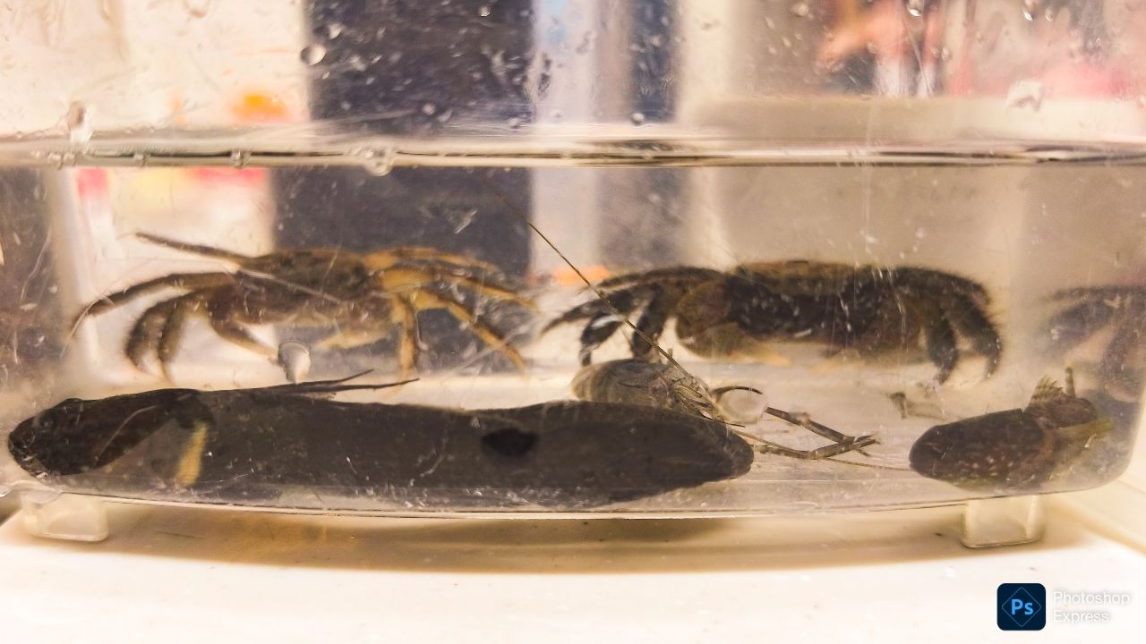 テナガエビ