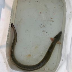 ウナギ