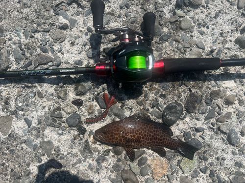 オオモンハタの釣果