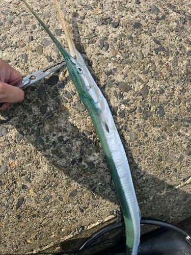 ダツの釣果
