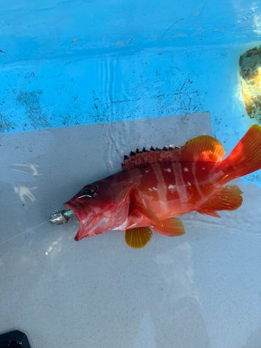 アカハタの釣果