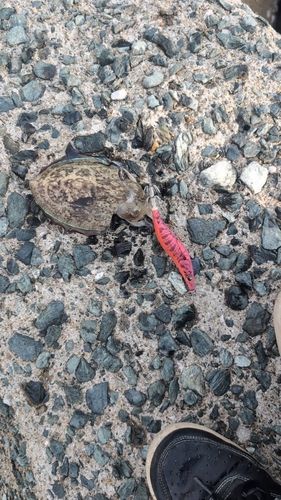 モンゴウイカの釣果