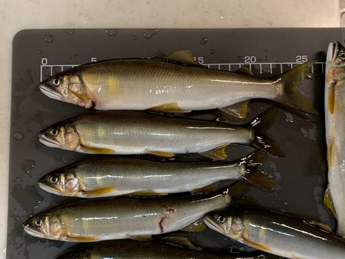 アユの釣果