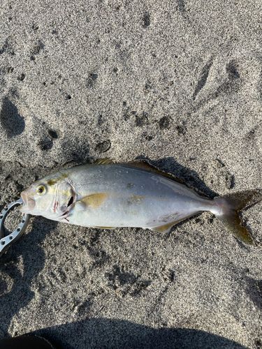 ショゴの釣果