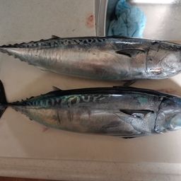 ソウダガツオ