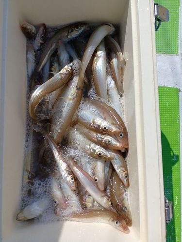 シロギスの釣果