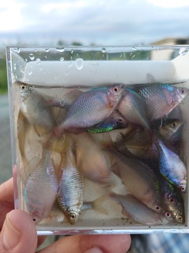 タナゴの釣果