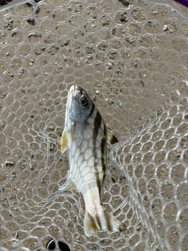 コトヒキの釣果