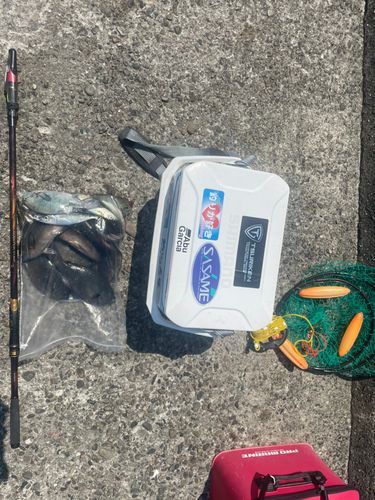 メジナの釣果