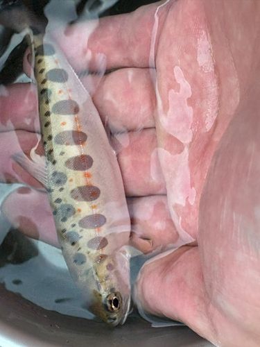 アマゴの釣果