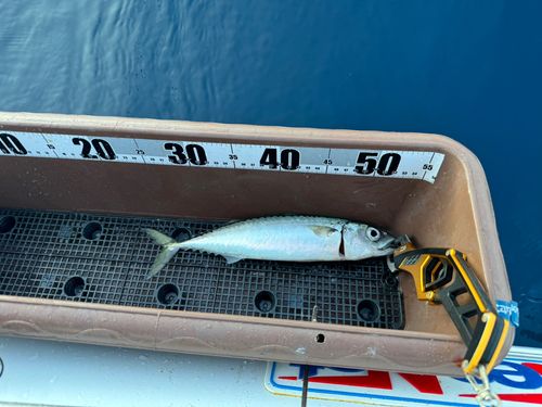 サバの釣果