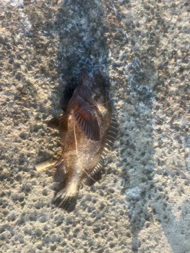 ソイの釣果