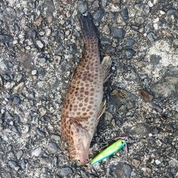 オオモンハタ