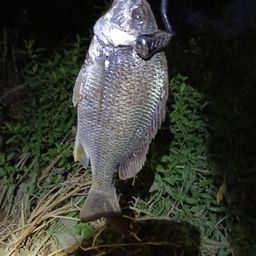 チヌ