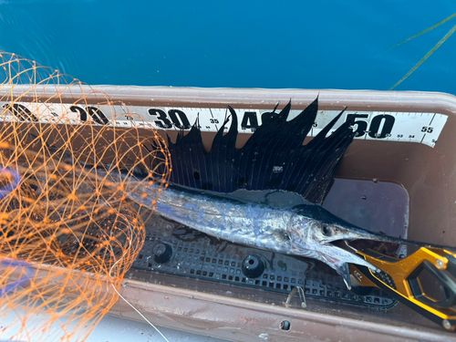 バショウカジキの釣果