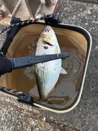 コノシロの釣果