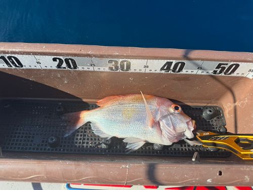 レンコダイの釣果