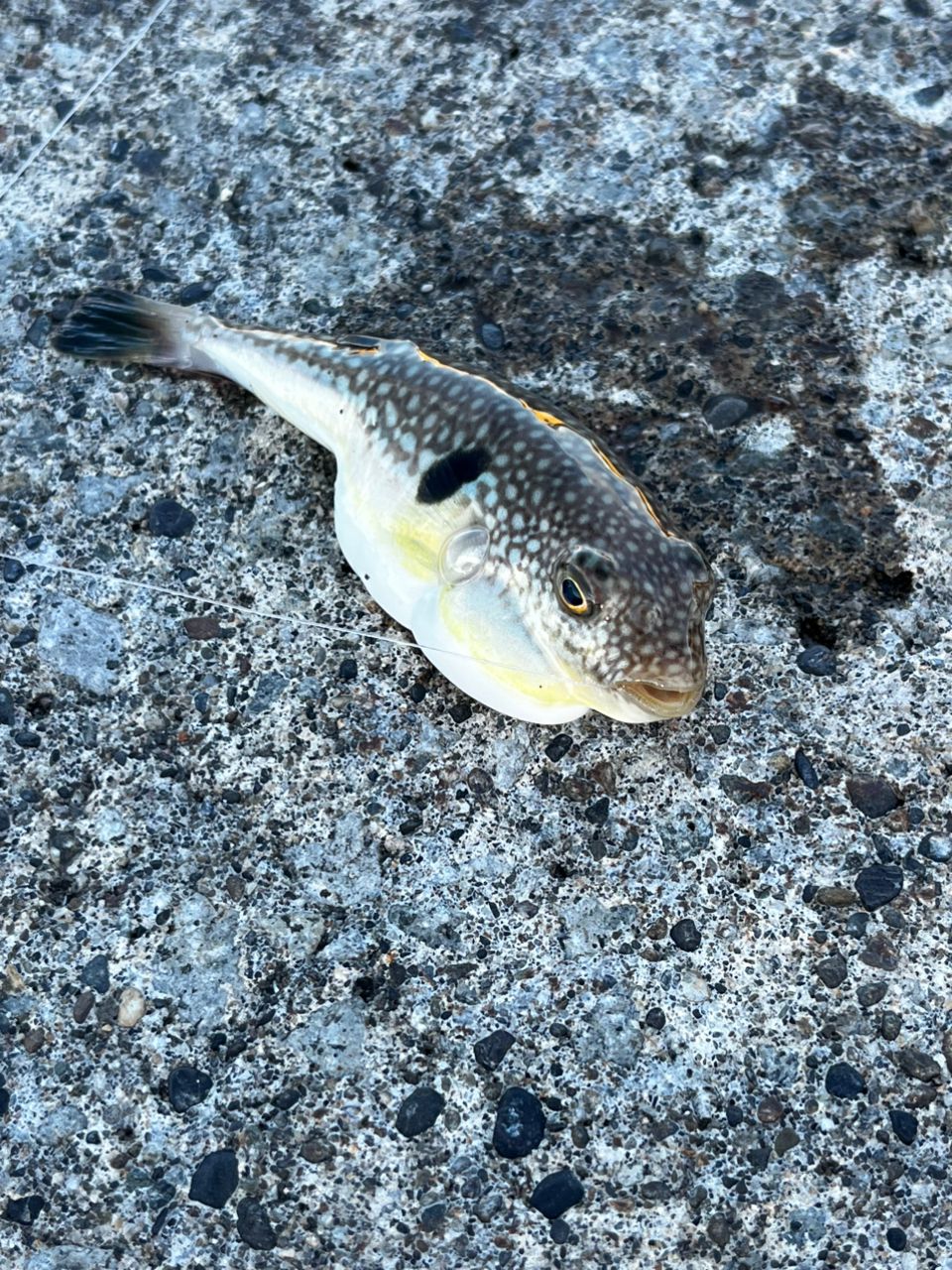 マハゼ