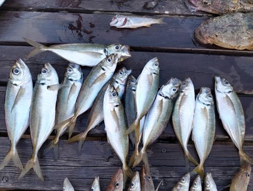 マアジの釣果