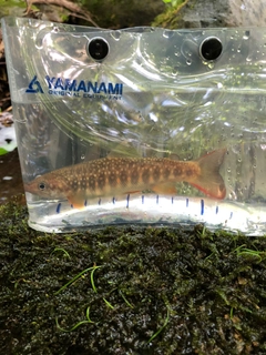 イワナの釣果
