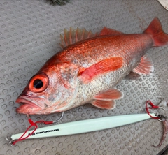 アカムツの釣果