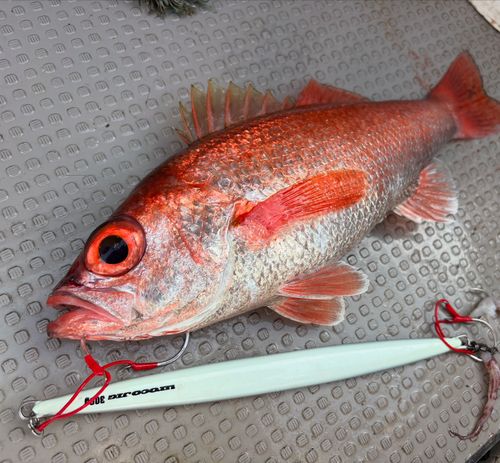 アカムツの釣果